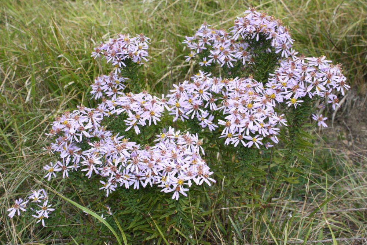 Galatella sedifolia / Astro scabro